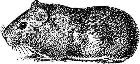   (Cavia aperea porcellus) - 
