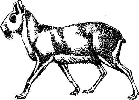  (Dolichotis patagonica)