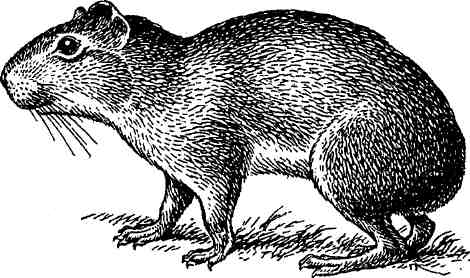  (Kerodon rupestris)