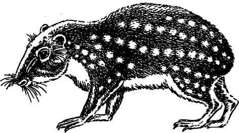  (Cuniculus paca)