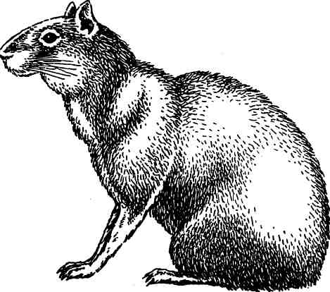  (Dasyprocta aguti)