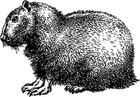  (Hydrochoeridae capybara)